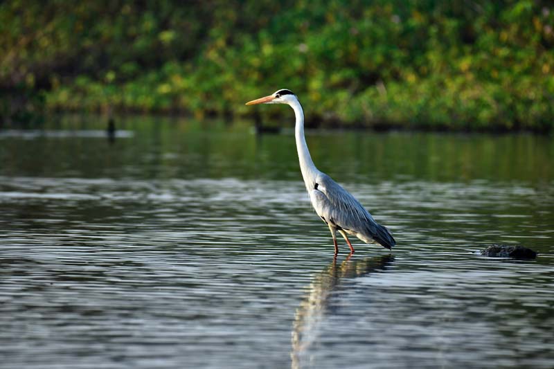 Great blue heron at Brazoria National Wildlife Refuge